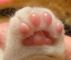 Read more about the article Paw-traits: Kisah Kucing dalam Seni dan Sastra Sepanjang Masa