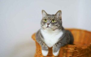 Read more about the article Kenapa Kucing Suka Mencakar dan Bagaimana Mengatasinya?